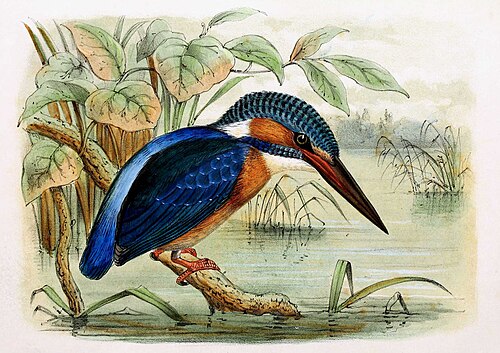 Martin-pêcheur d'Europe