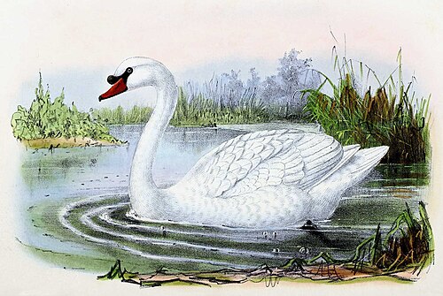 Cygne tuberculé
