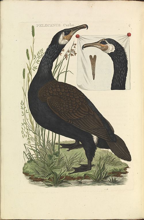 Grand cormoran