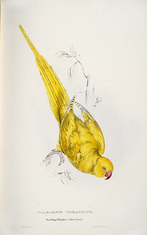 Perruche à collier