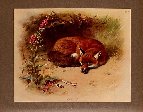 Renard roux